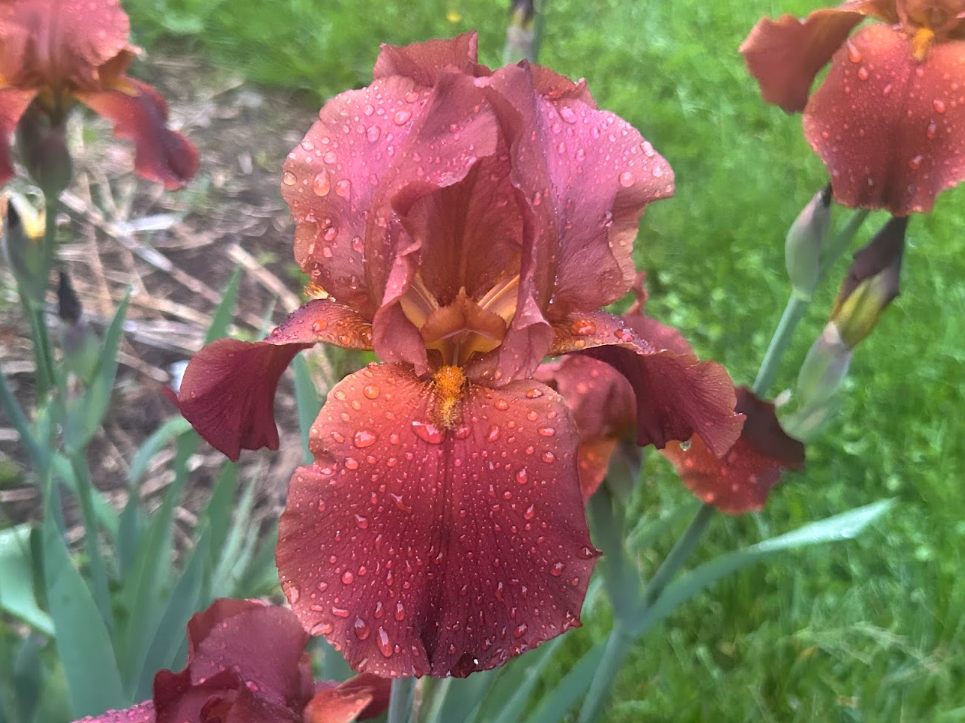 Water soaked iris